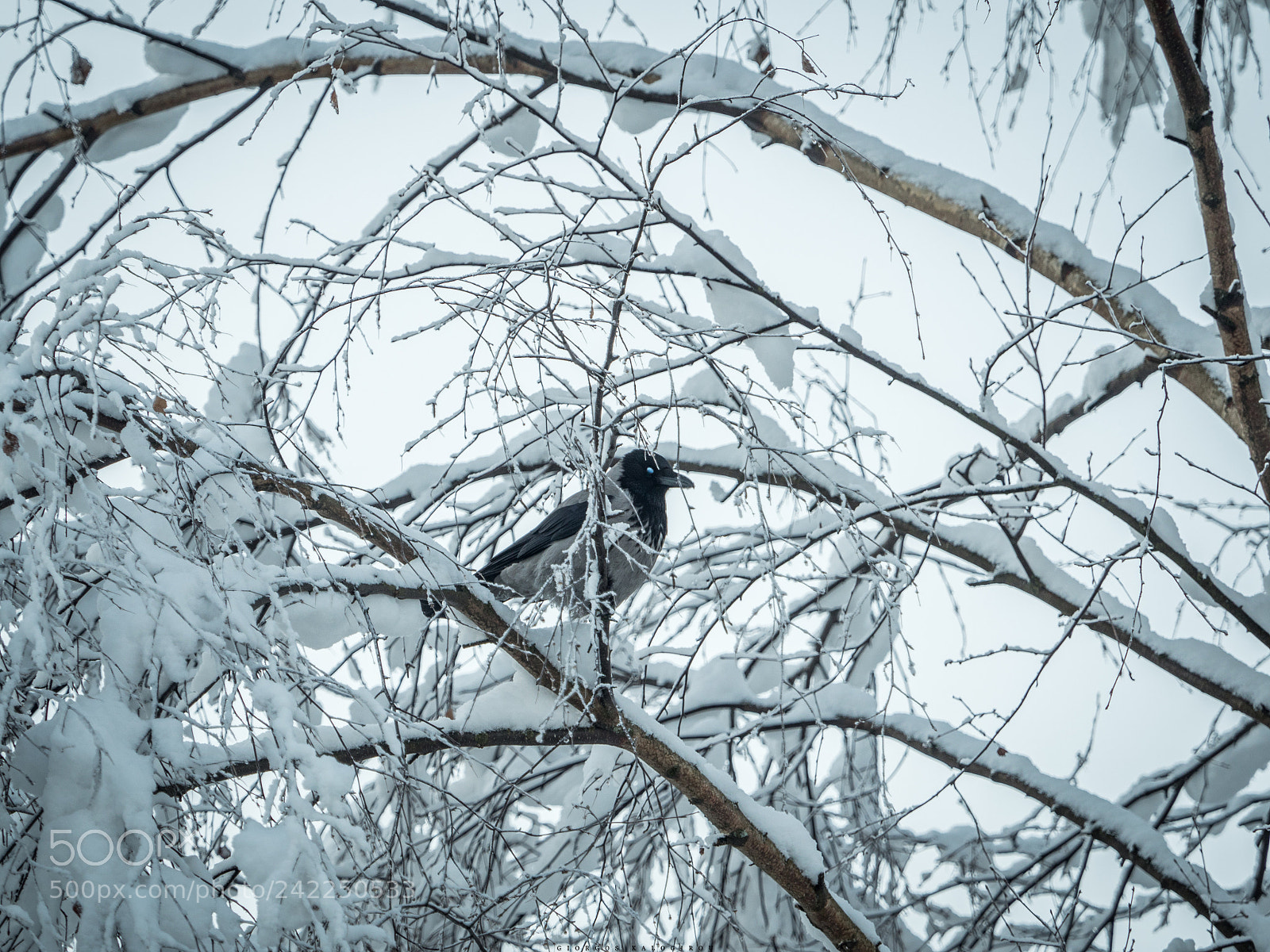 Olympus OM-D E-M5 II sample photo. Hooded crow photography