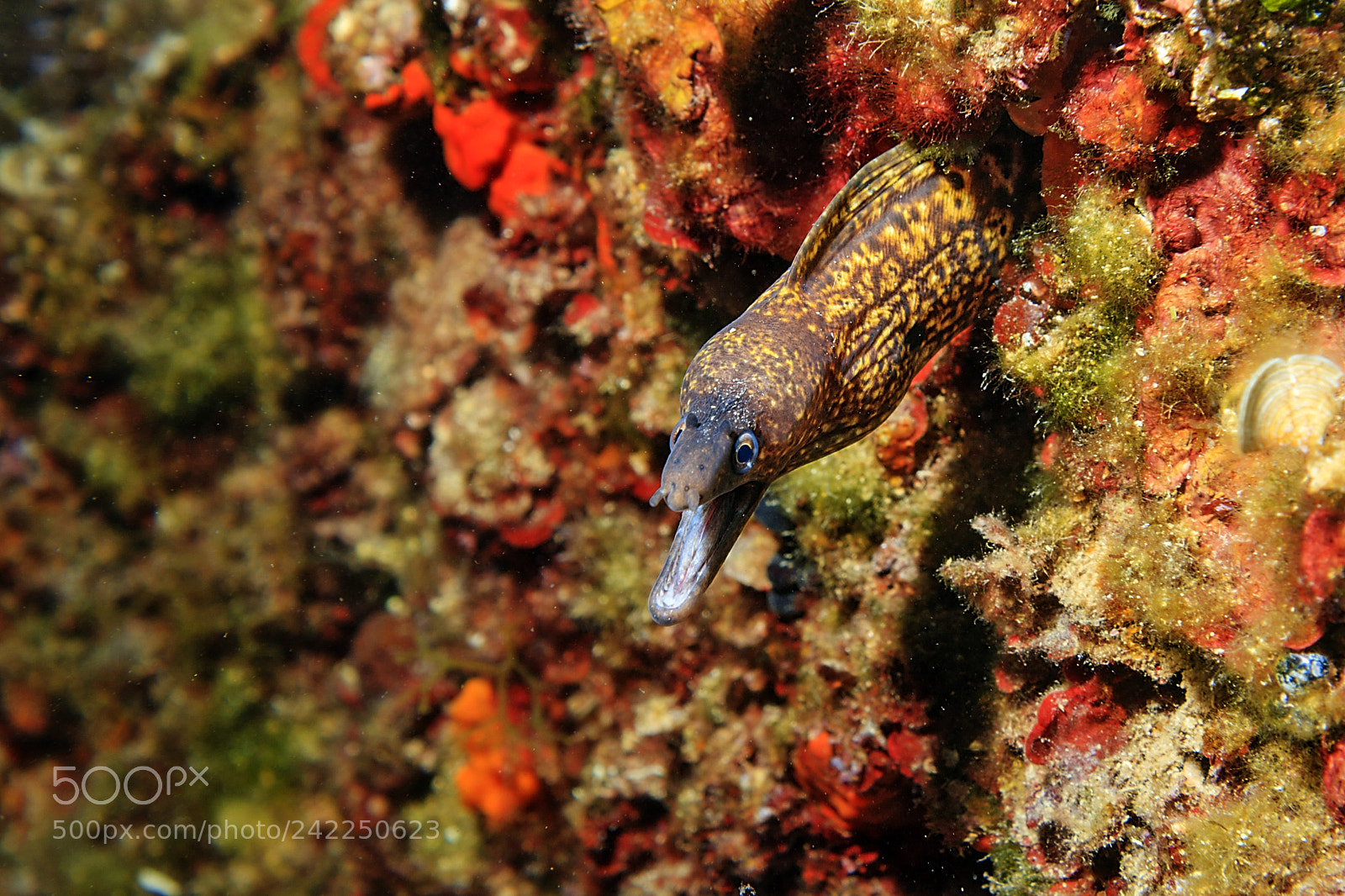 Canon EOS 40D sample photo. The fantastic underwater world photography
