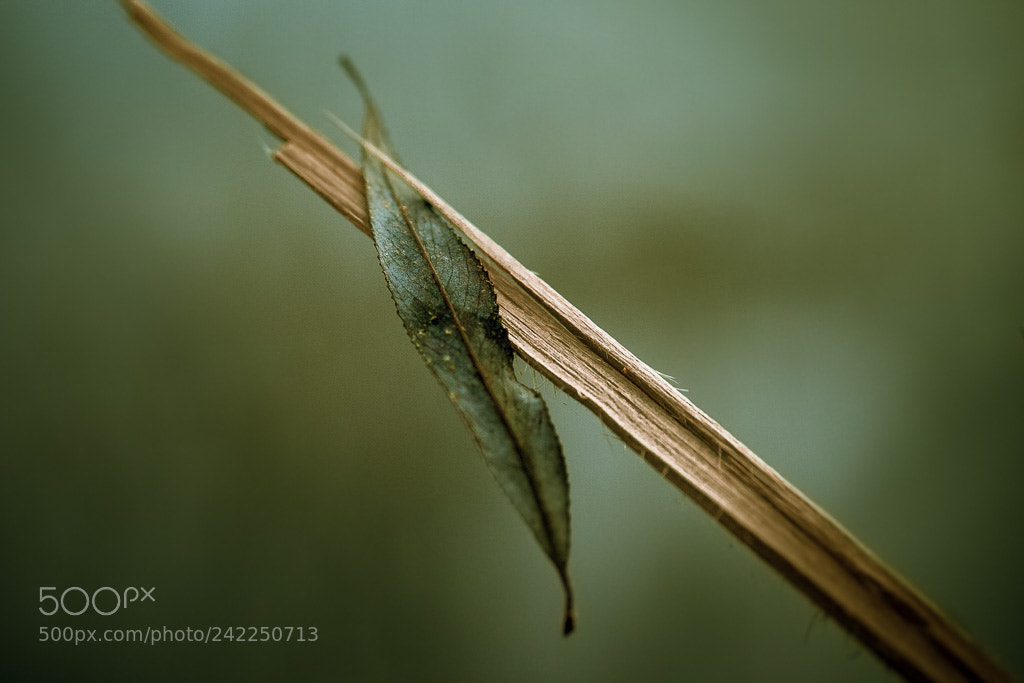 Sony a7 II sample photo. Leaf photography