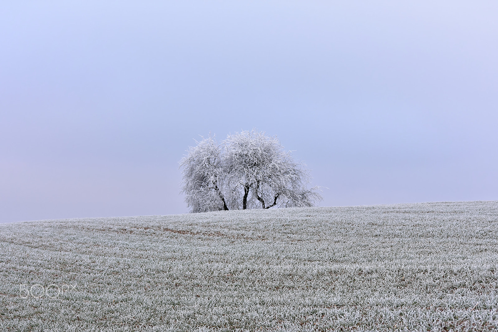Nikon D3400 sample photo. Lonely tree photography