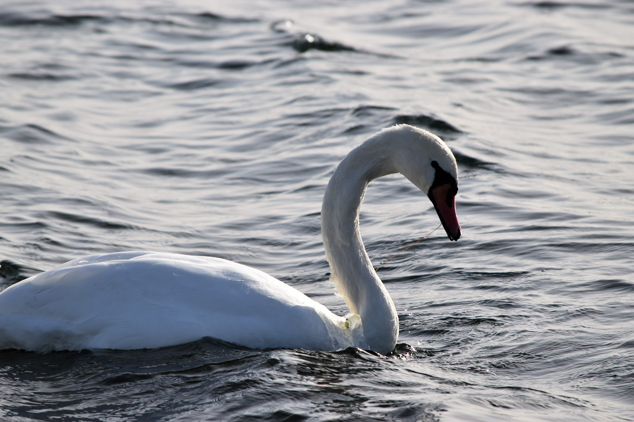 Nikon D5500 sample photo. Le cygne photography