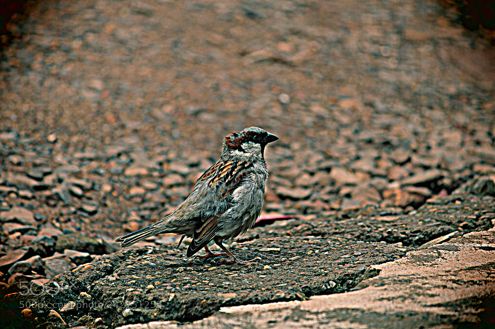 Canon EF-S 55-250mm F4-5.6 IS II sample photo. Sparrow photography