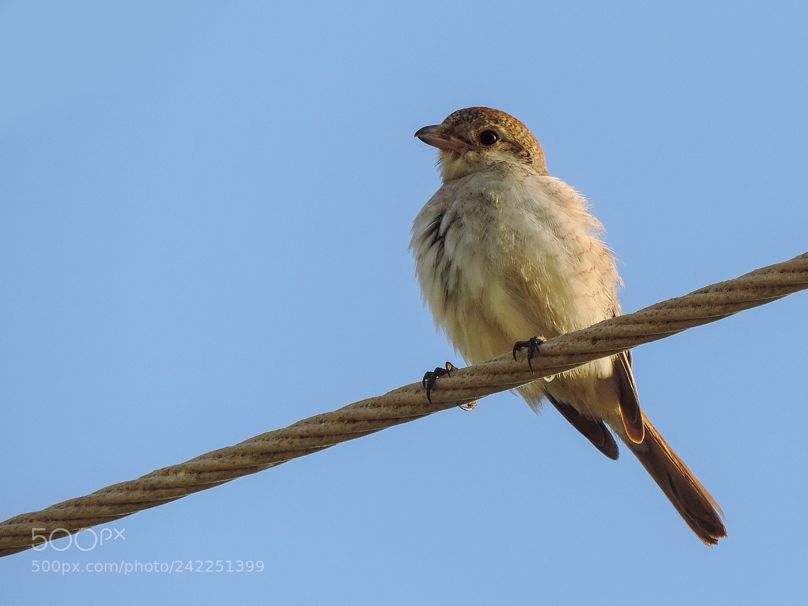 Nikon Coolpix P520 sample photo. Isabelline shrike photography