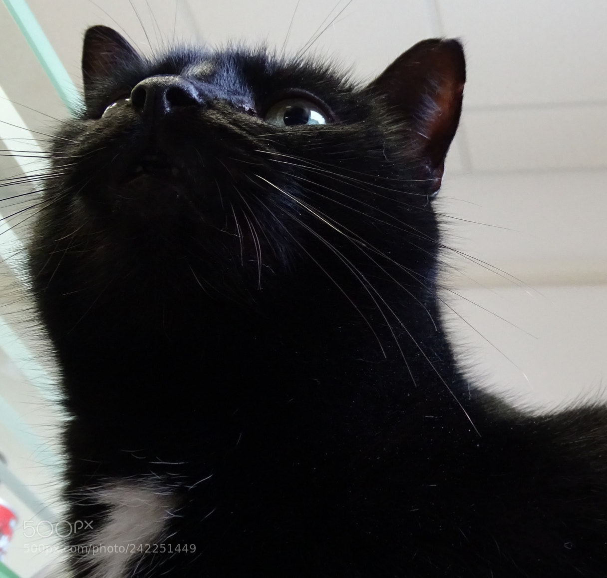 Sony Cyber-shot DSC-HX400V sample photo. Piko photography