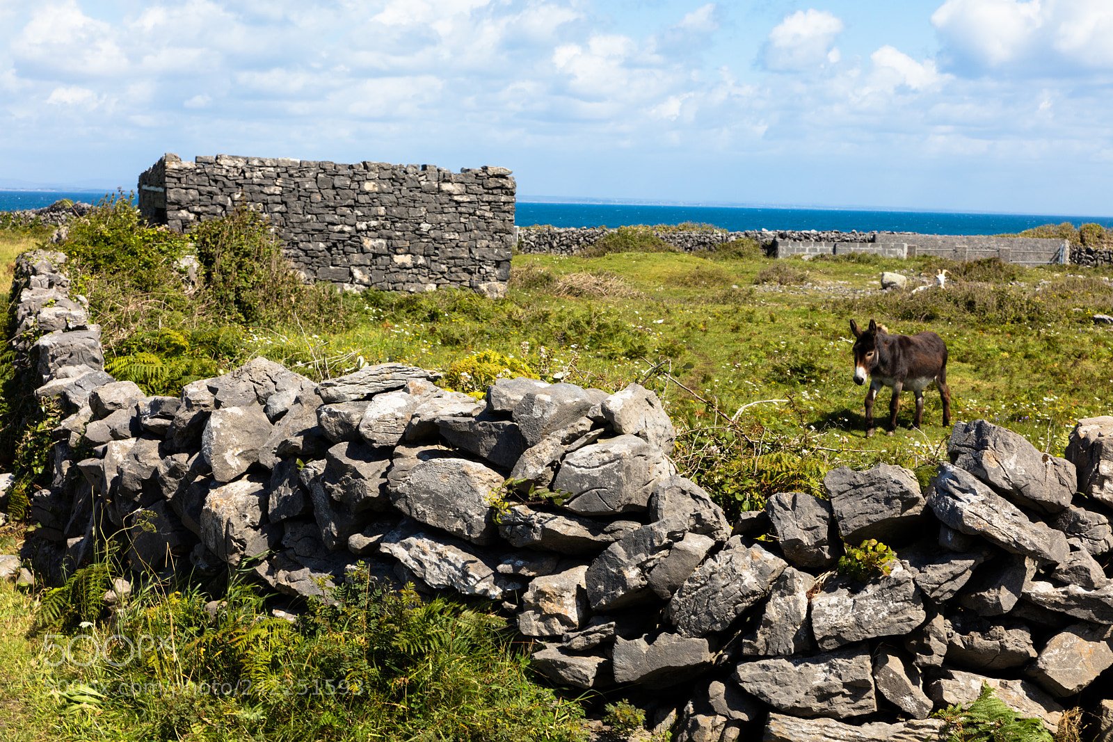 Canon EOS 5DS R sample photo. Donkey in aran island photography