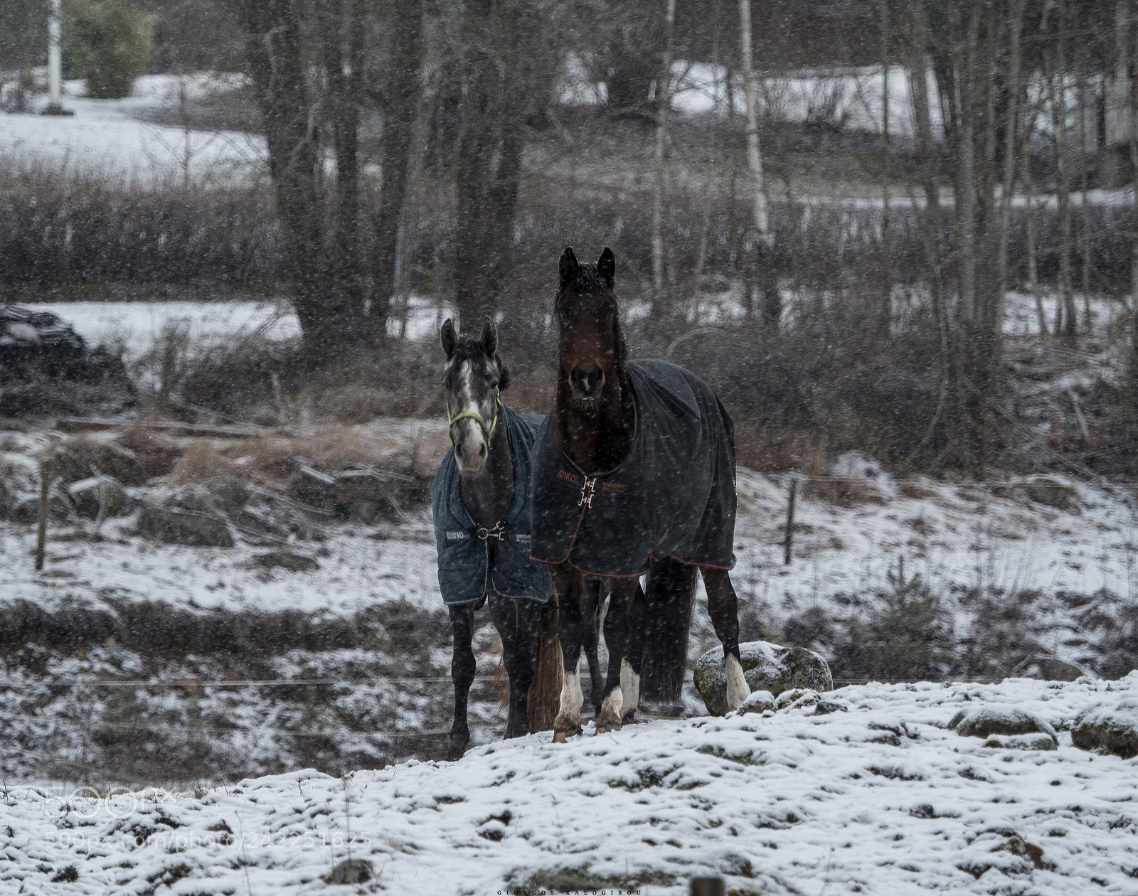Olympus OM-D E-M5 II sample photo. Horses photography