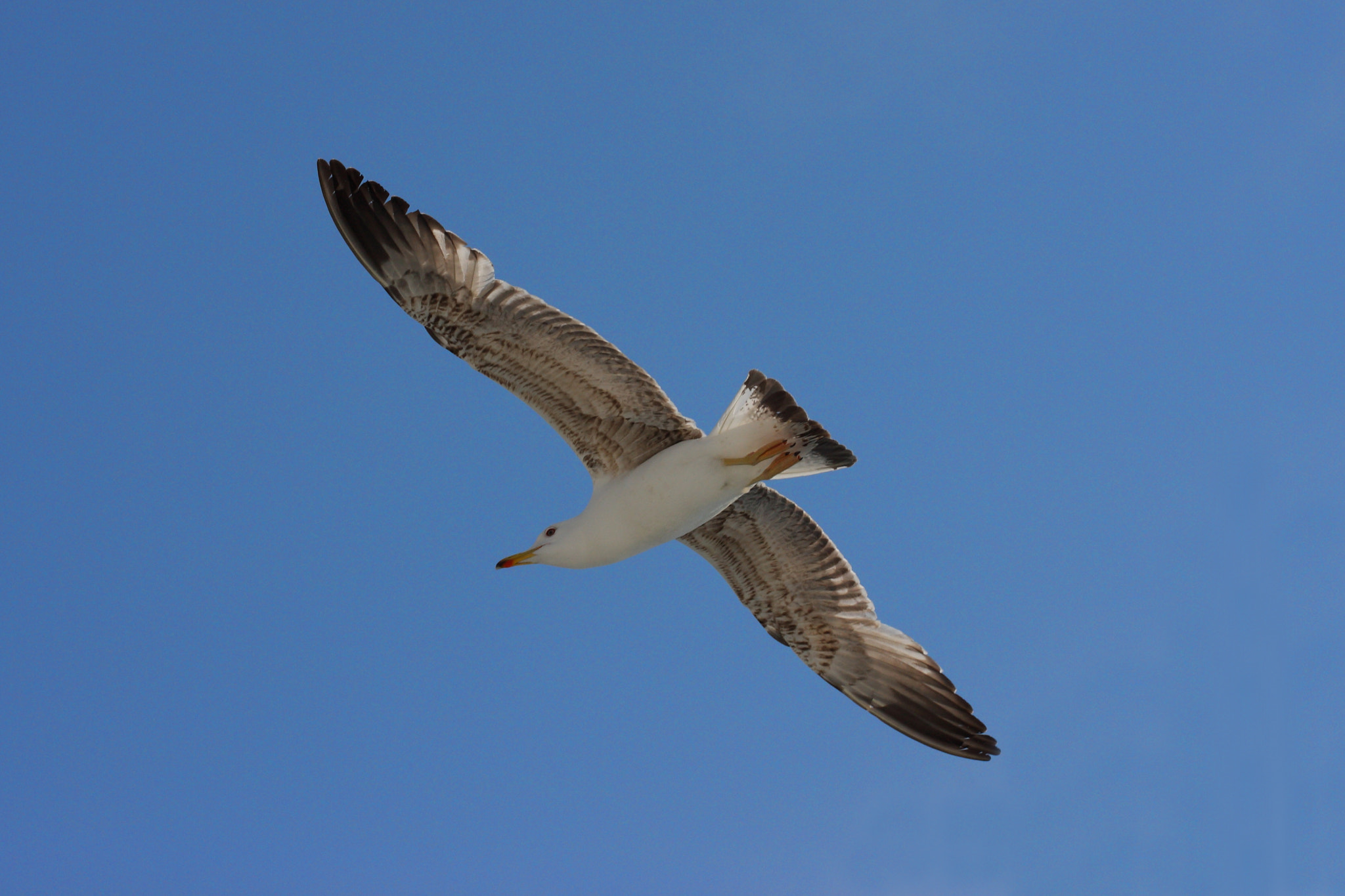 Canon EF 70-200mm F4L USM sample photo. Flight photography