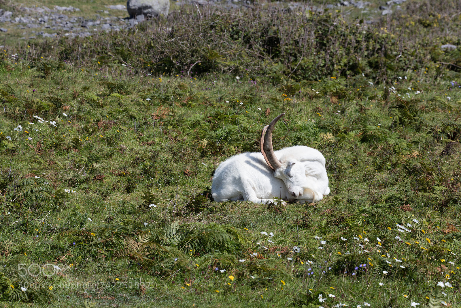 Canon EOS 5DS R sample photo. Billygoat in aran photography