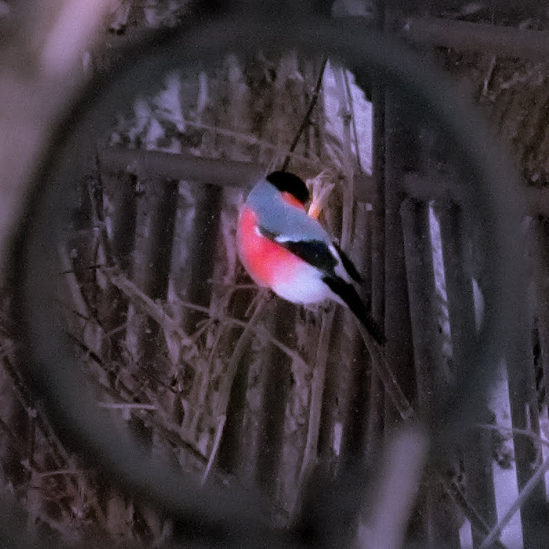 Canon PowerShot SX160 IS sample photo. Bird billfinch photography