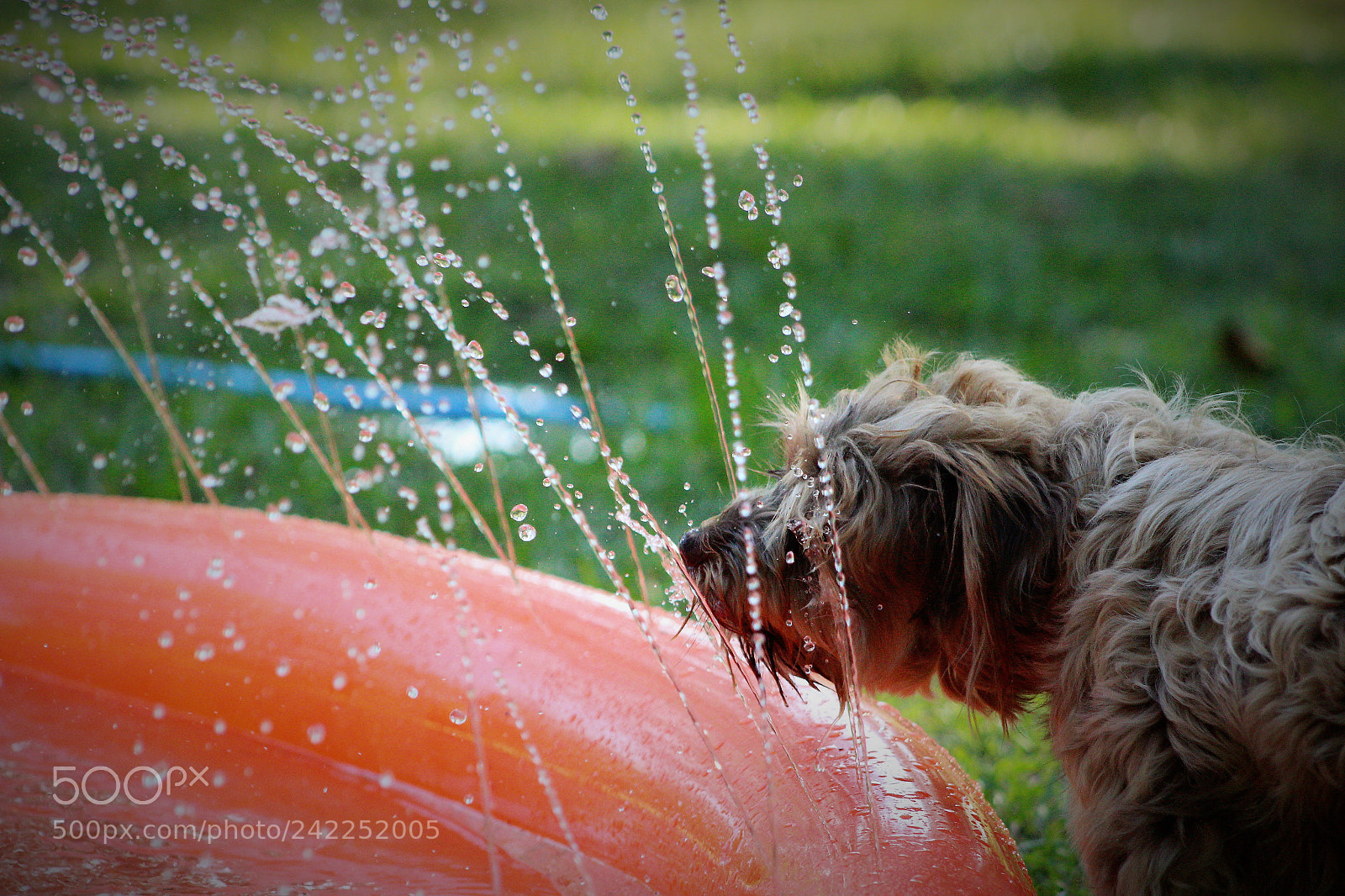 Canon EOS 1200D (EOS Rebel T5 / EOS Kiss X70 / EOS Hi) sample photo. (paxton photography