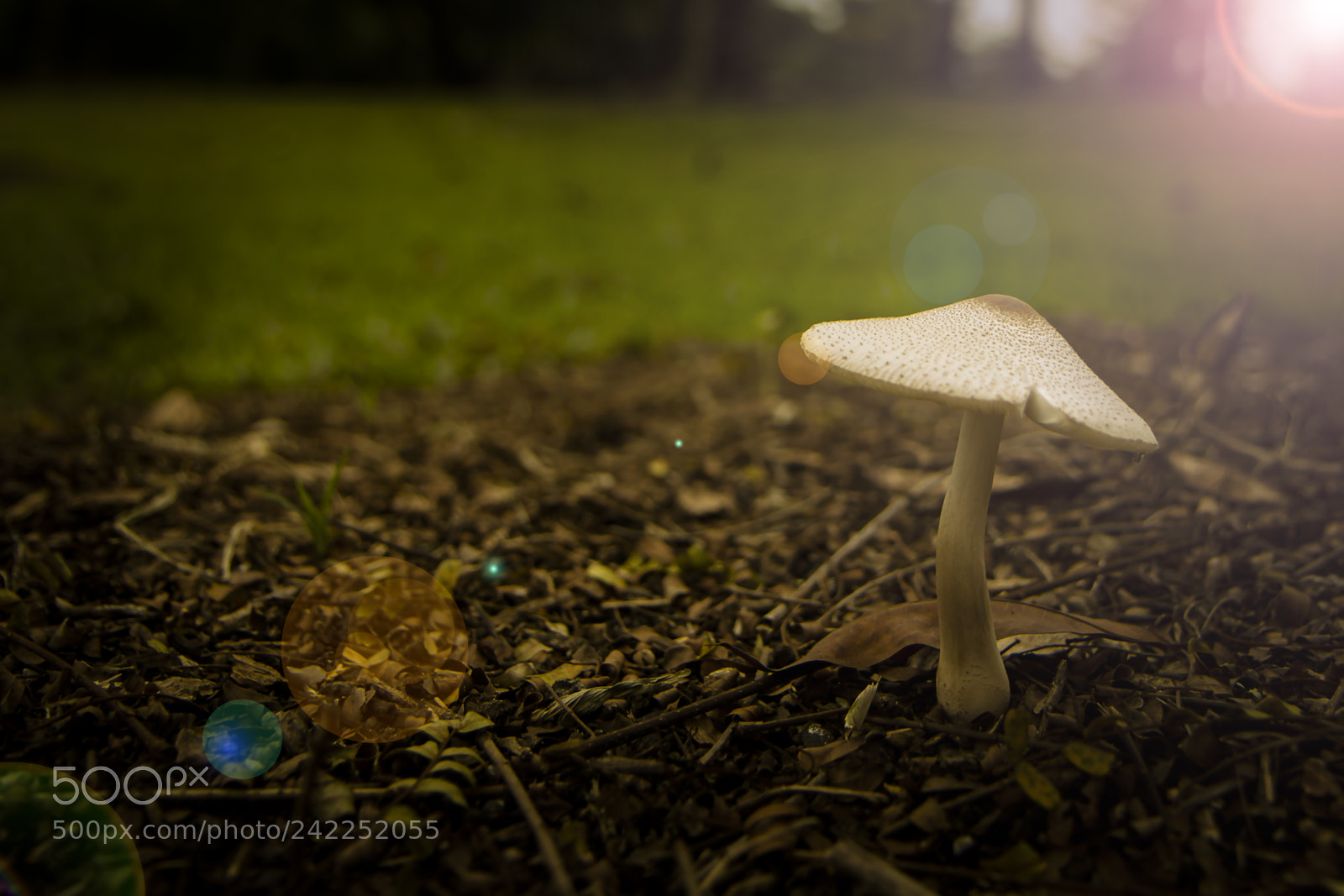 Canon EOS 60D sample photo. Under the spotlight photography