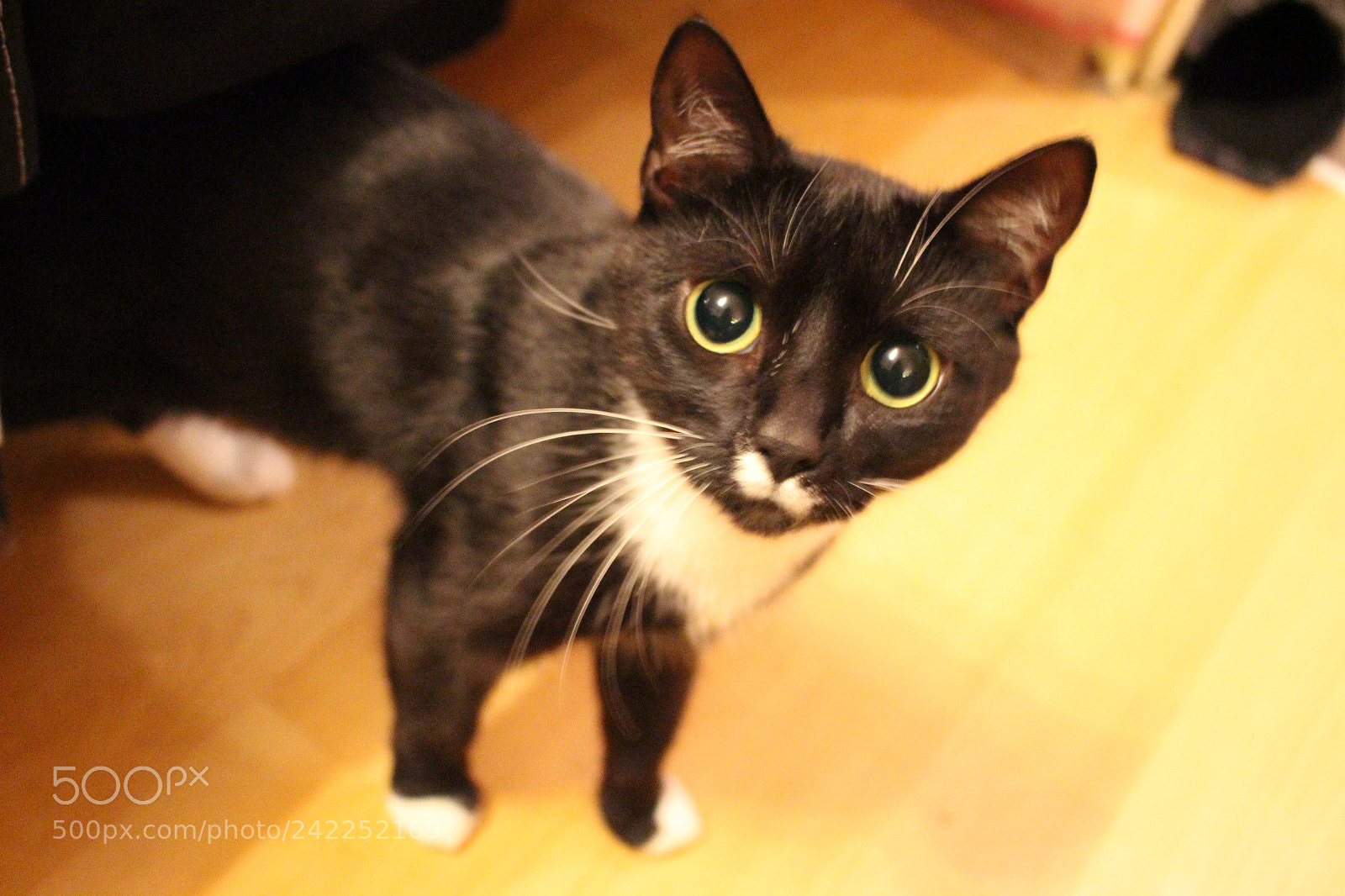 Canon EOS 100D (EOS Rebel SL1 / EOS Kiss X7) sample photo. My cat, my love photography