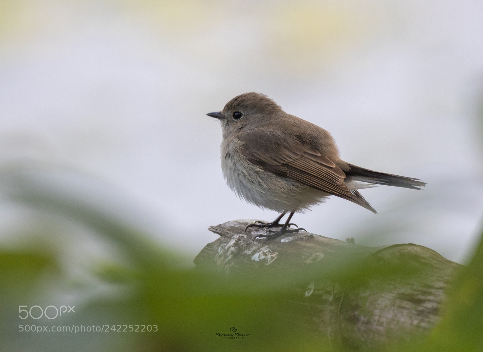 Canon EOS 7D Mark II sample photo. Taiga flycatcher photography