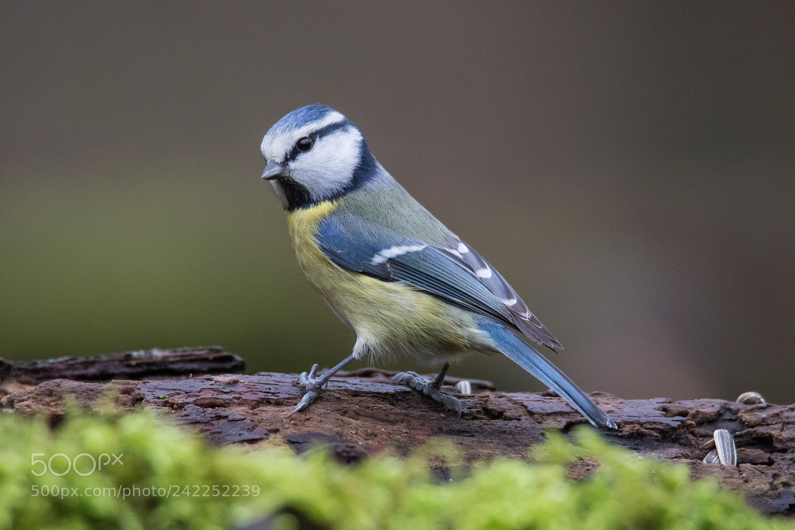 Canon EOS 7D Mark II sample photo. Blue tit photography