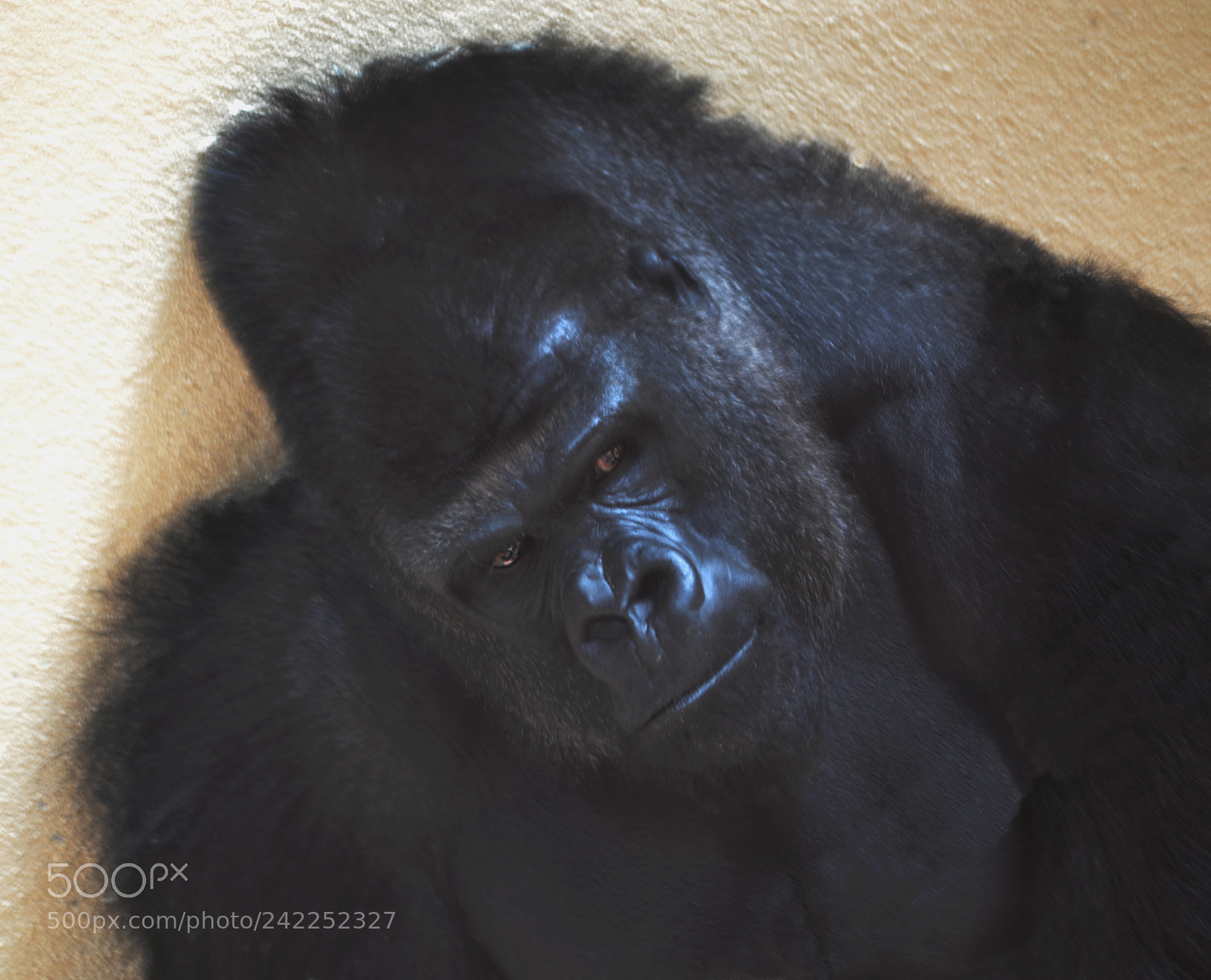 Nikon D3100 sample photo. Orangután photography