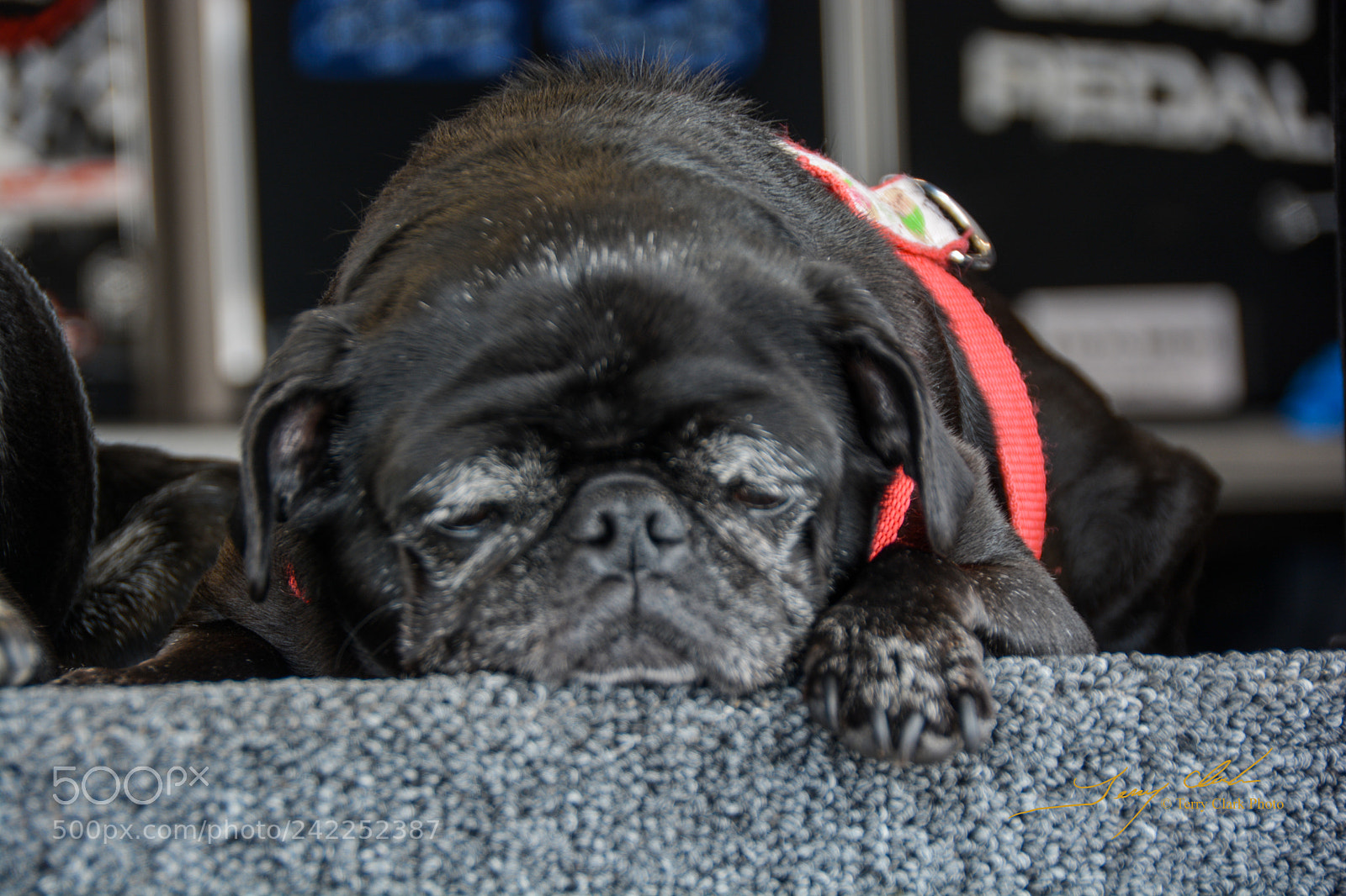 Nikon D7100 sample photo. Plum tuckered out photography