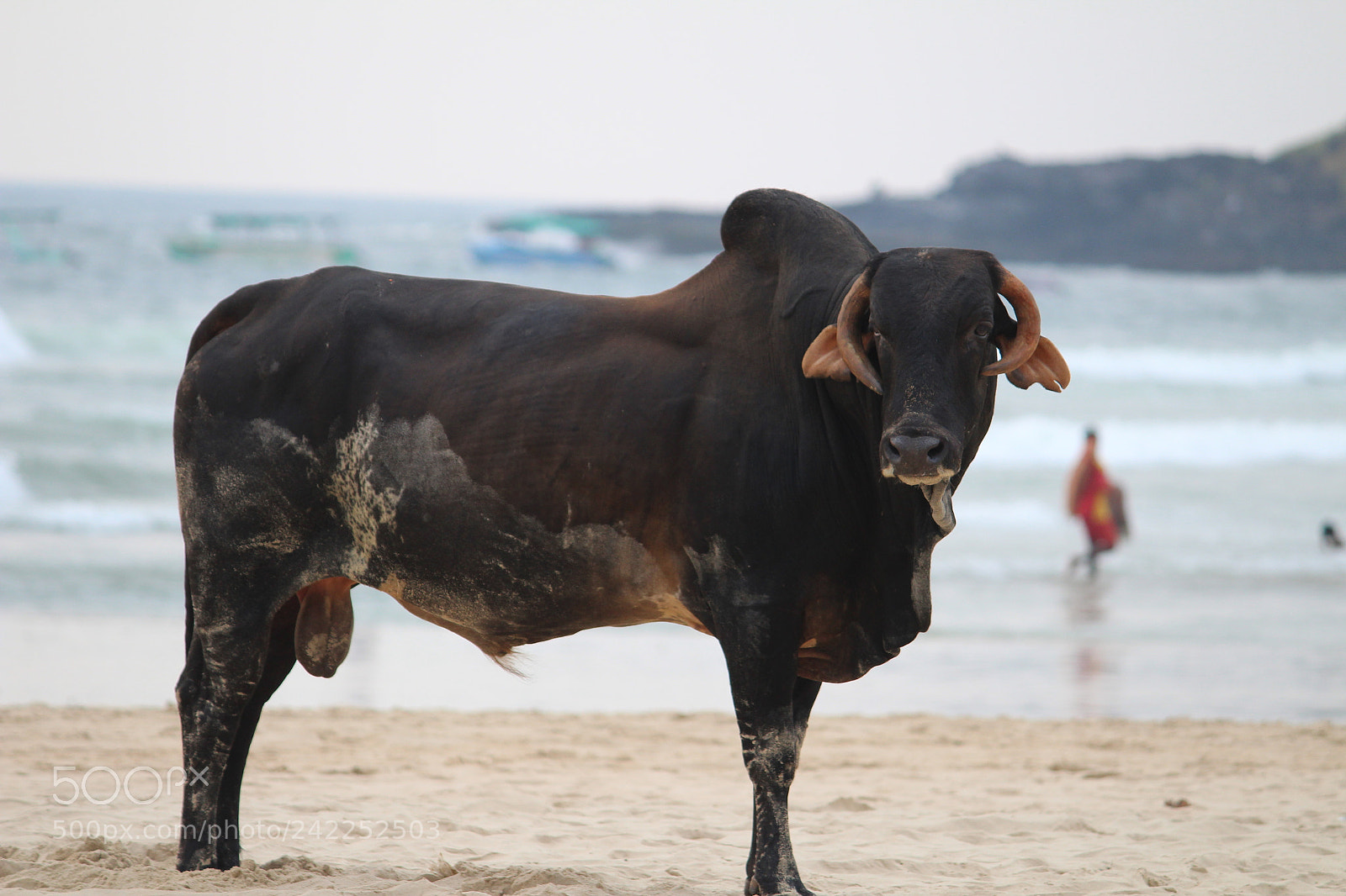 Canon EF-S 55-250mm F4-5.6 IS II sample photo. Bull photography