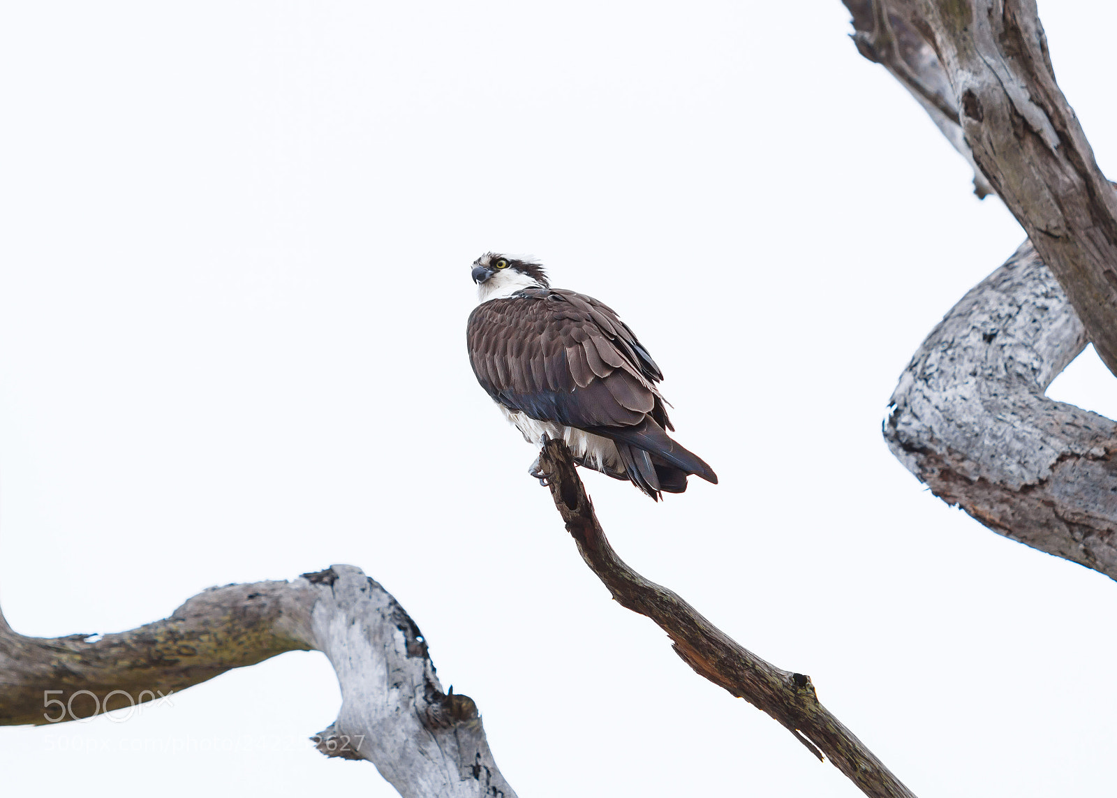Canon EOS 60D sample photo. Osprey photography