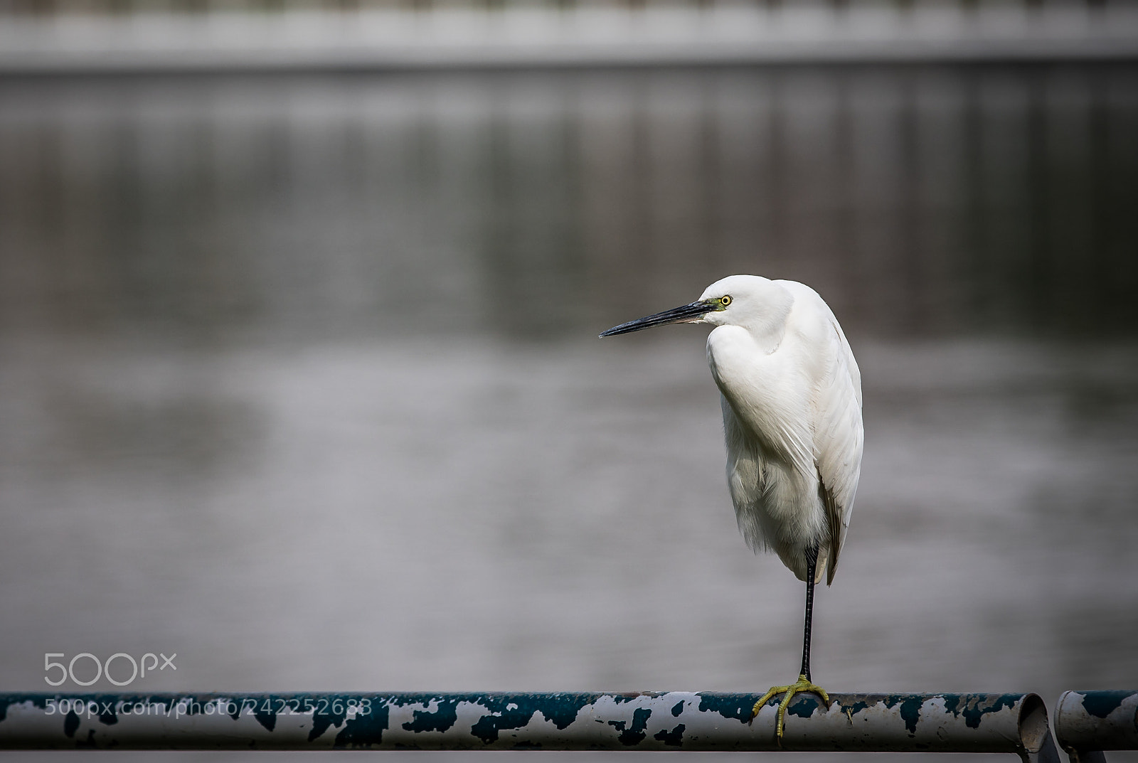 Canon EOS 6D Mark II sample photo. One legged prince photography