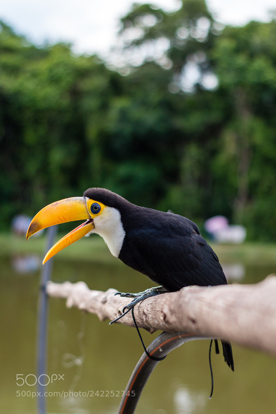 Canon EOS 1300D (EOS Rebel T6 / EOS Kiss X80) sample photo. Toucan photography