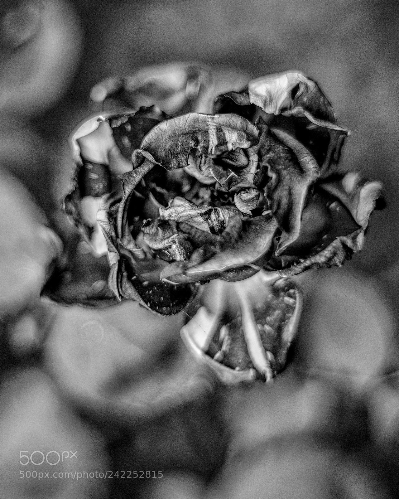 Canon EOS 1300D (EOS Rebel T6 / EOS Kiss X80) sample photo. Rotten rose photography