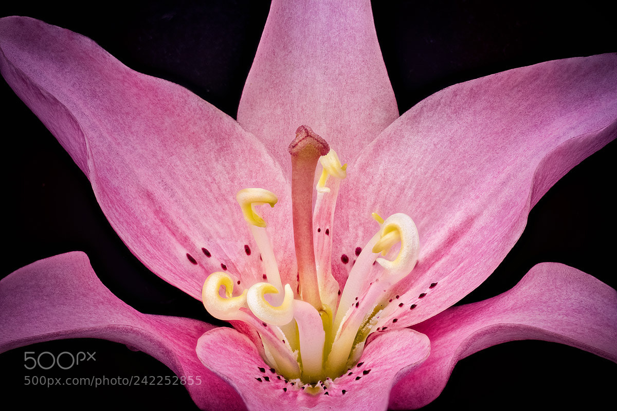 Canon EOS 7D Mark II sample photo. Purple photography