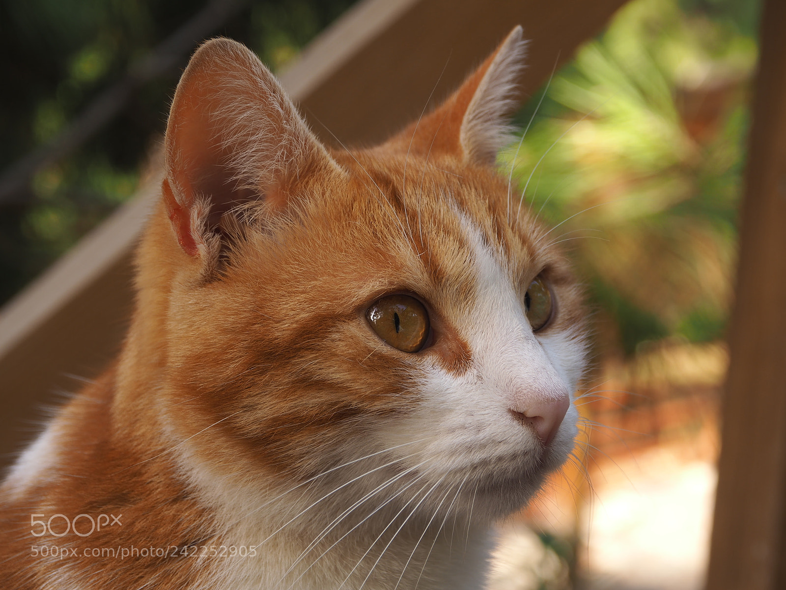 Olympus OM-D E-M10 II sample photo. An001 photography
