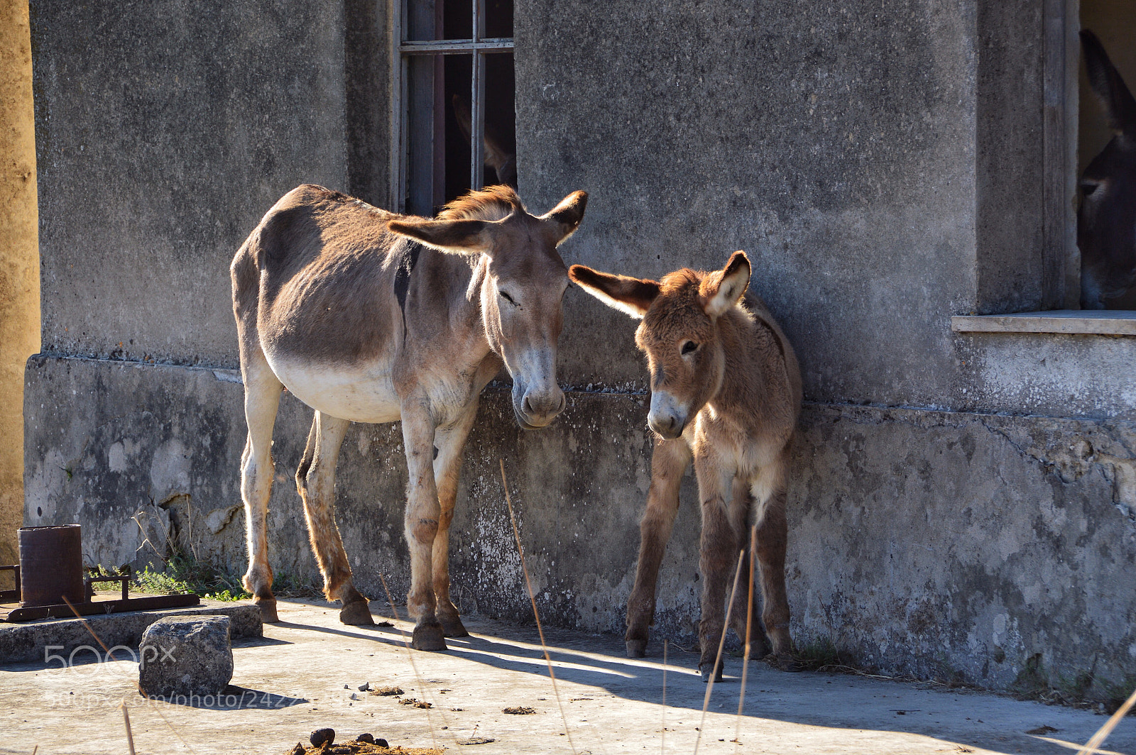 Nikon D3200 sample photo. Asinelli photography