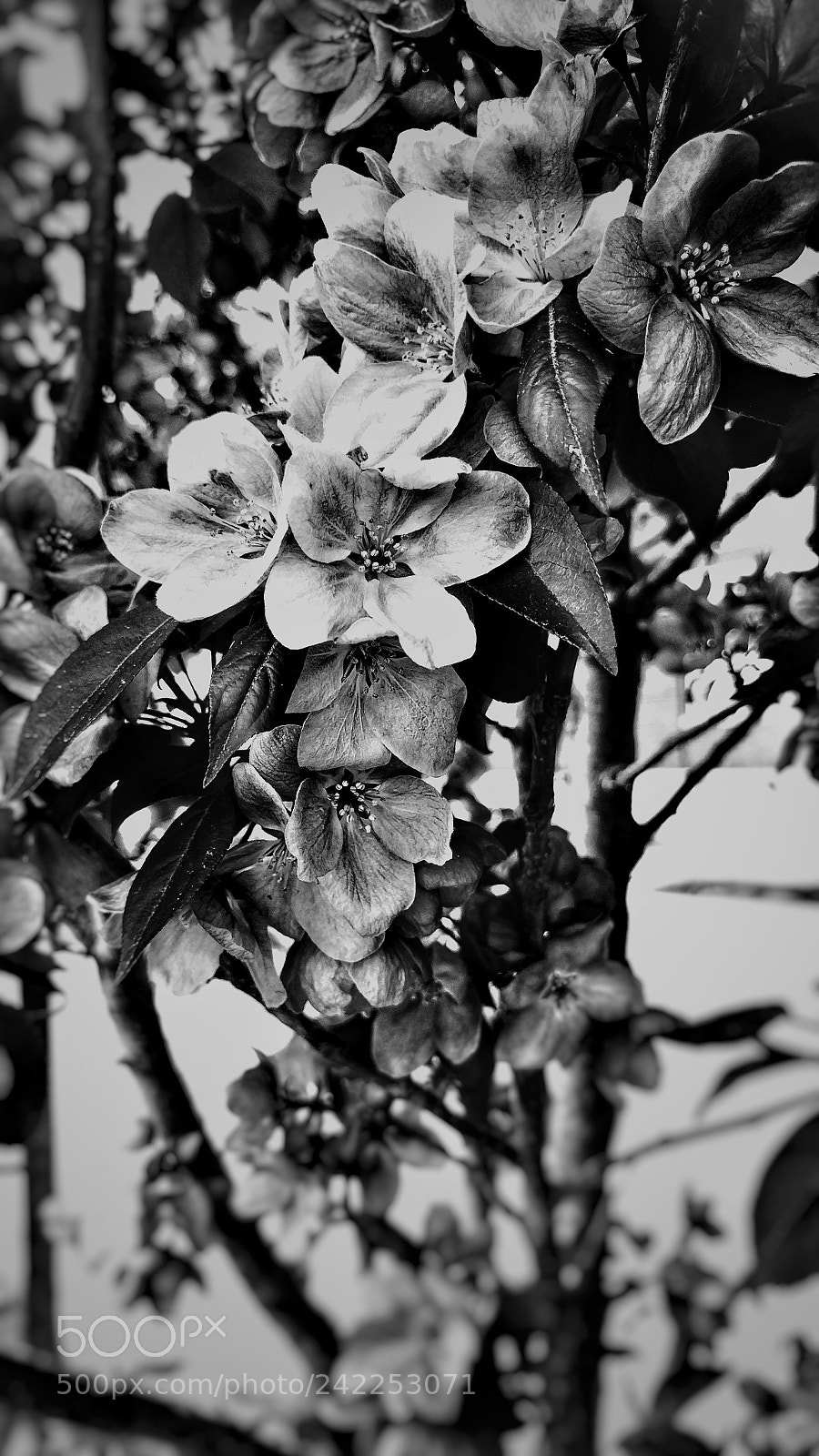 LG G5 sample photo. Respire photography