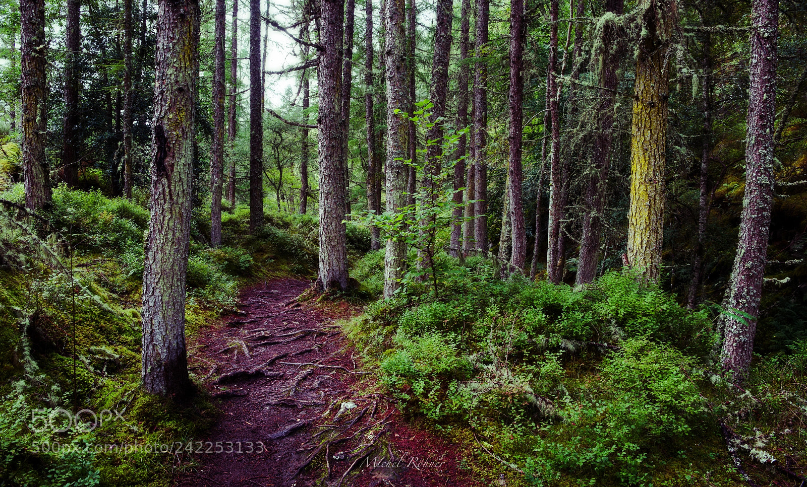 Nikon D800 sample photo. Nature walk photography