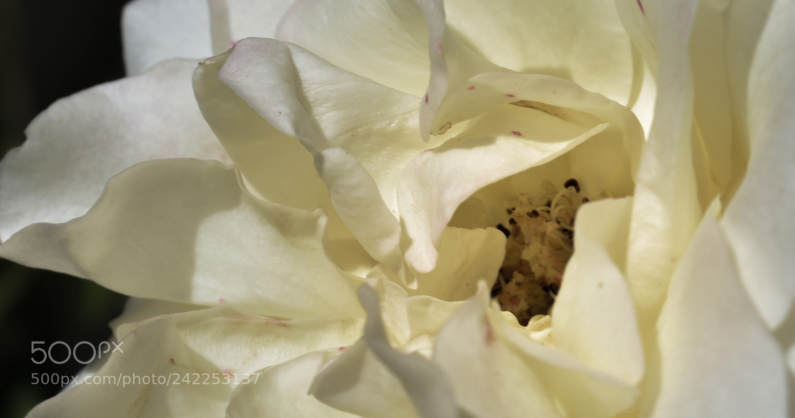 Nikon D3400 sample photo. Petals photography
