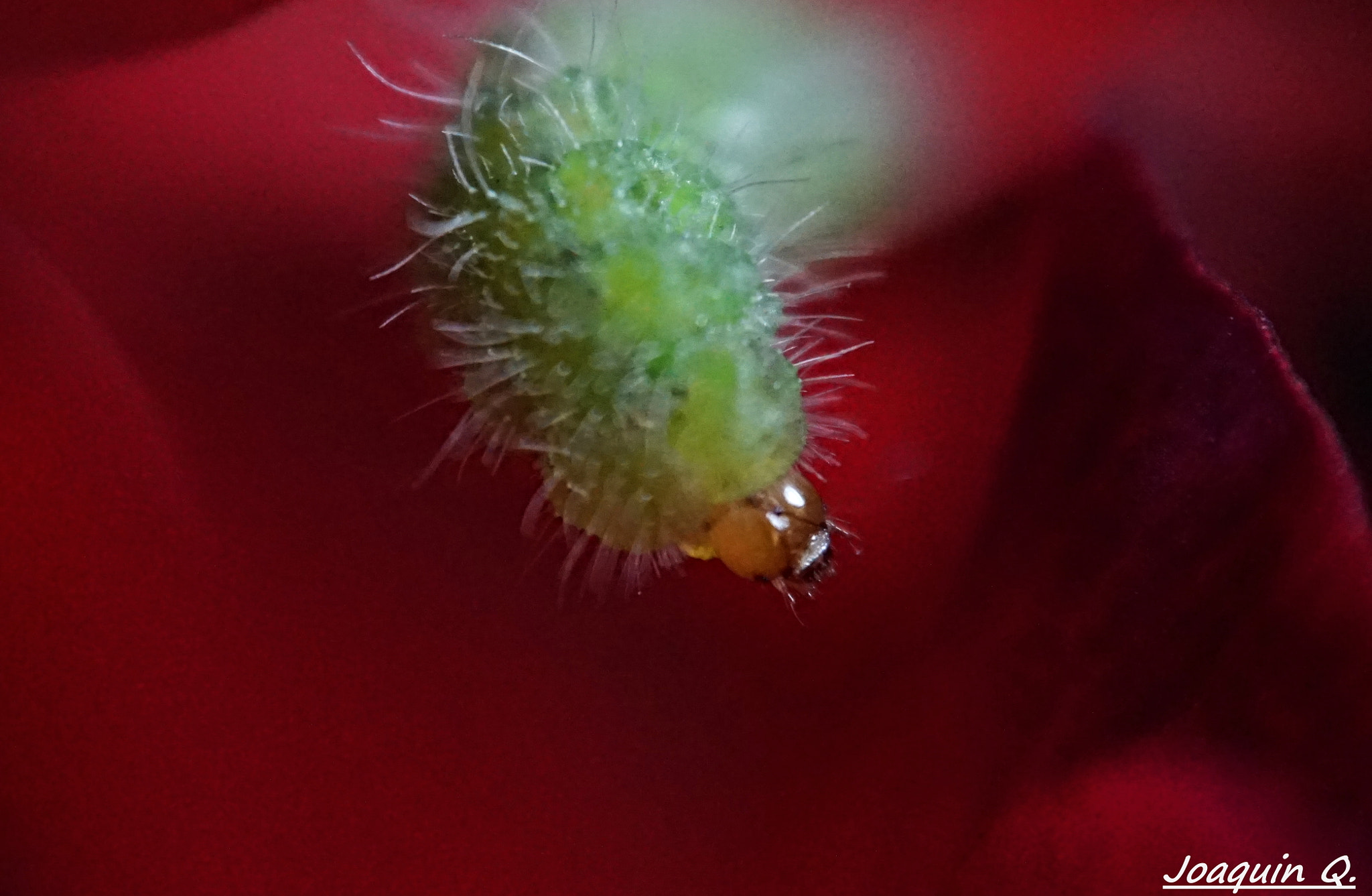Sony E 16-50mm F3.5-5.6 PZ OSS sample photo. Gusano photography