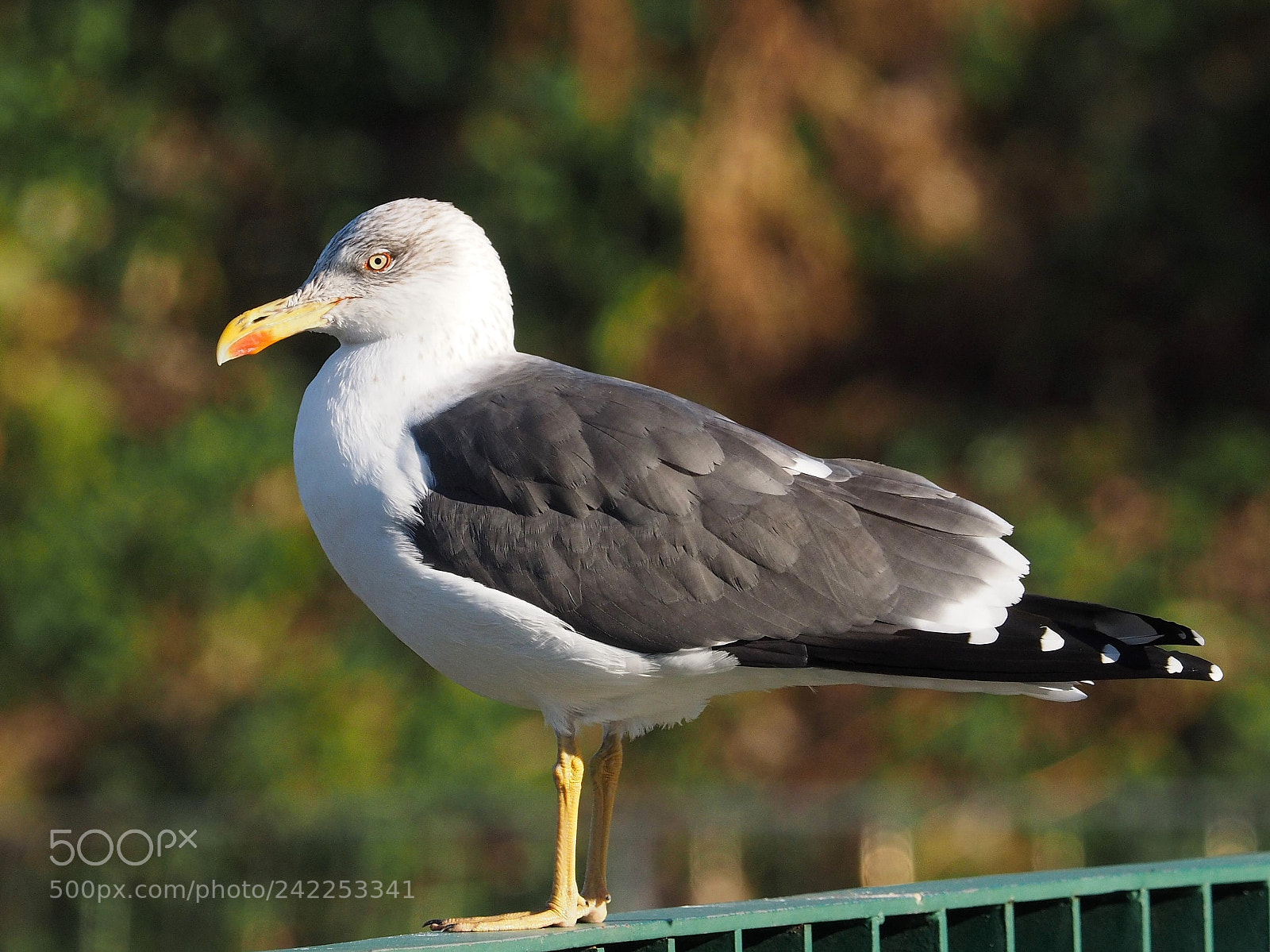 Olympus OM-D E-M1 sample photo. Gaviota sombr a larus photography