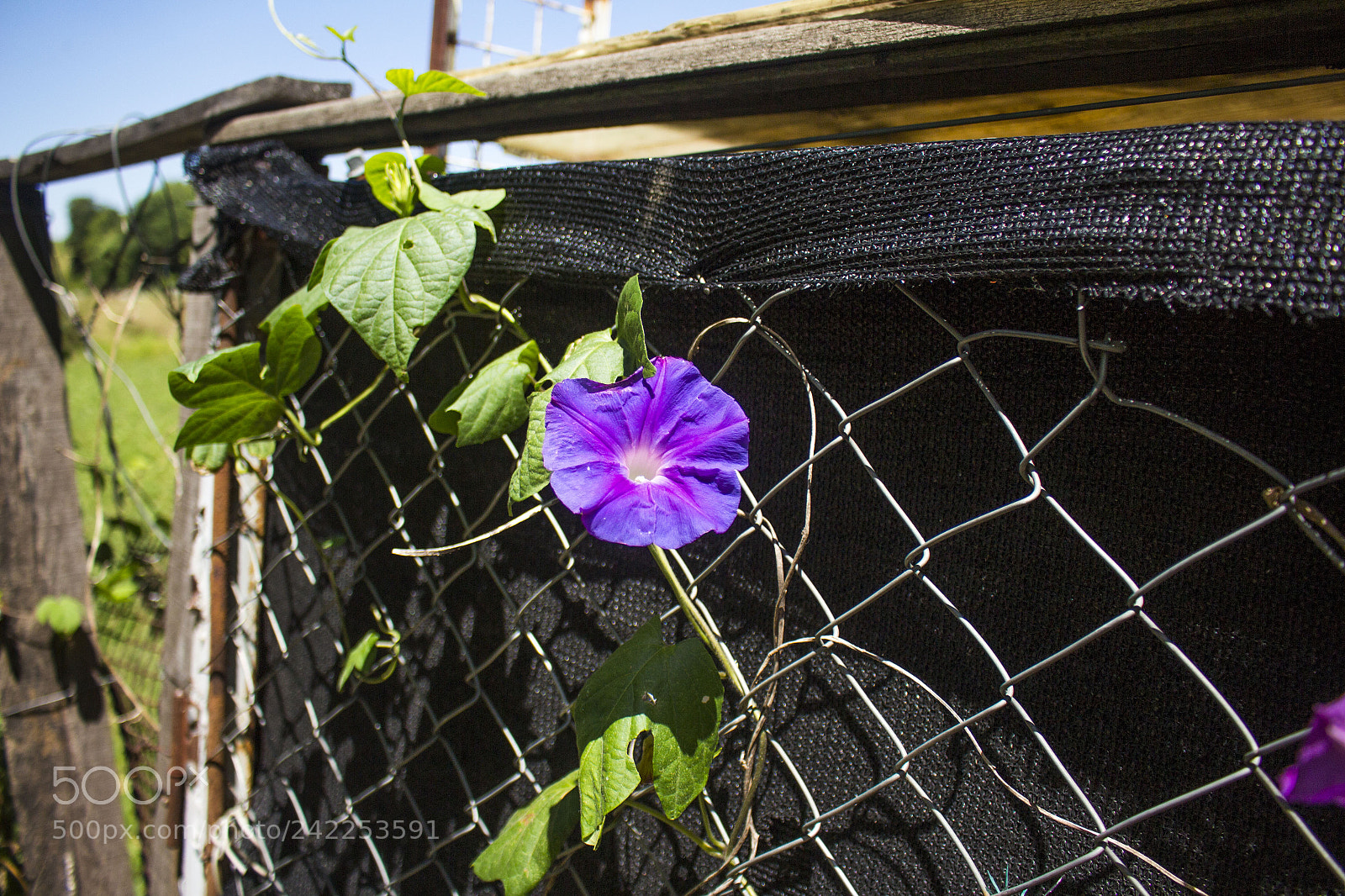 Canon EOS 700D (EOS Rebel T5i / EOS Kiss X7i) sample photo. Solita violetita photography
