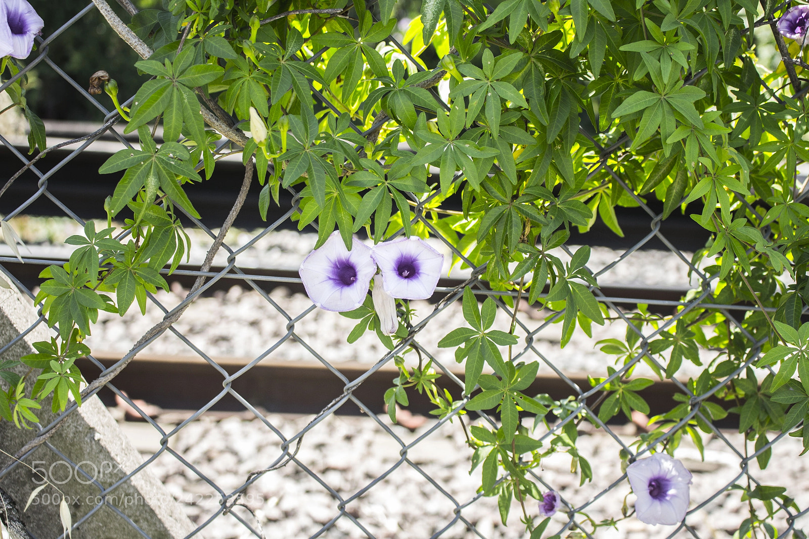 Canon EOS 700D (EOS Rebel T5i / EOS Kiss X7i) sample photo. Floripondio photography
