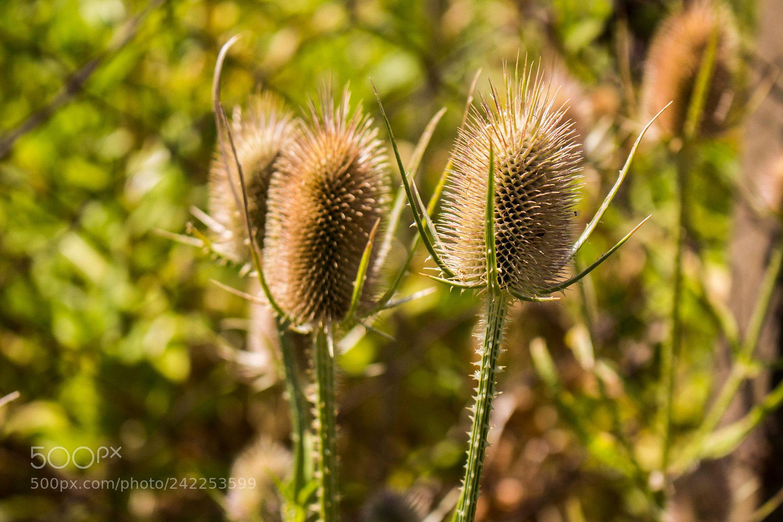 Canon EOS 700D (EOS Rebel T5i / EOS Kiss X7i) sample photo. Cañitas photography