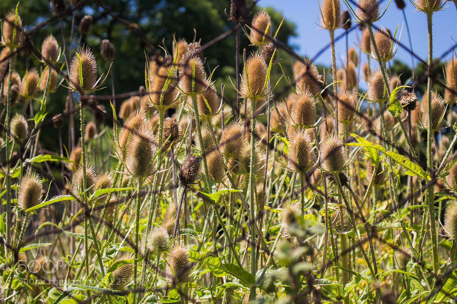Canon EOS 700D (EOS Rebel T5i / EOS Kiss X7i) sample photo. Tejido photography