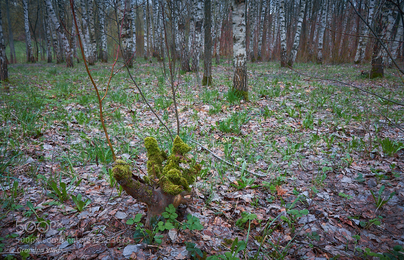 Canon EOS 1100D (EOS Rebel T3 / EOS Kiss X50) sample photo. A forest art... photography