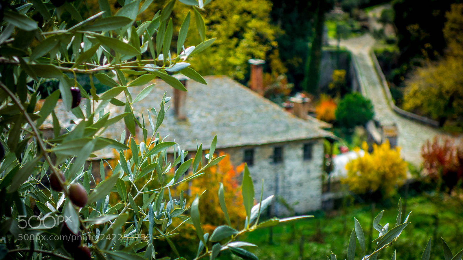Sony Cyber-shot DSC-RX100 sample photo. Olive tree in athos photography