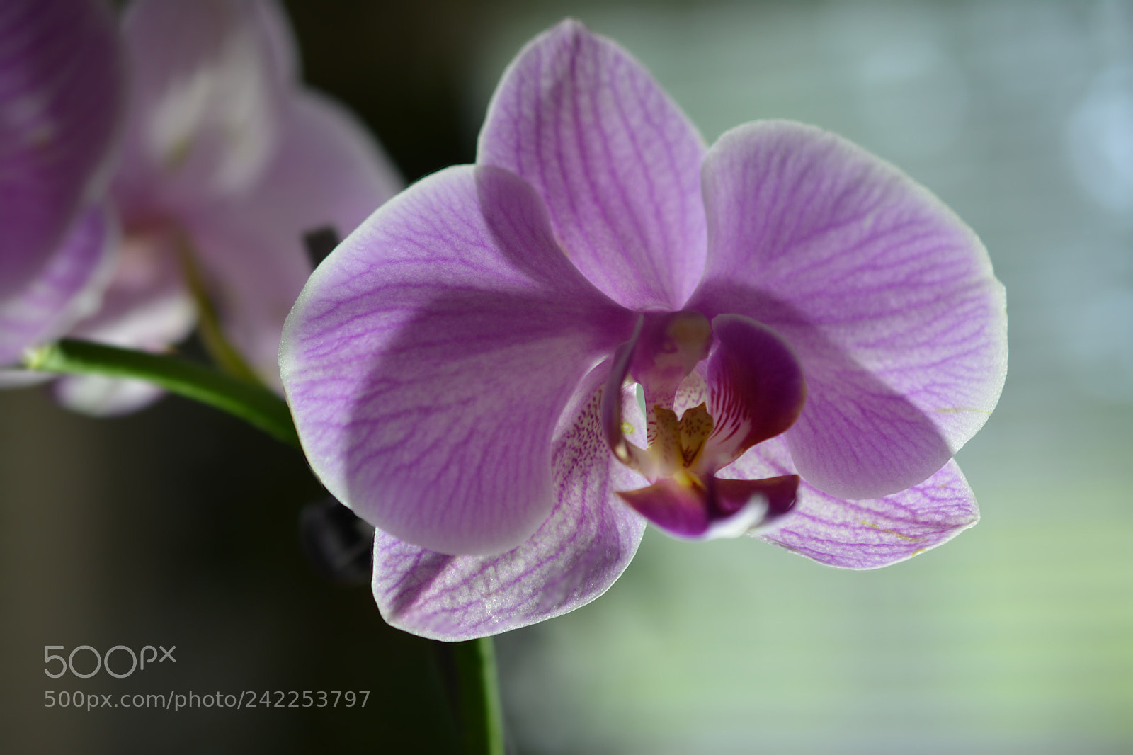 Nikon D7100 sample photo. Joy photography
