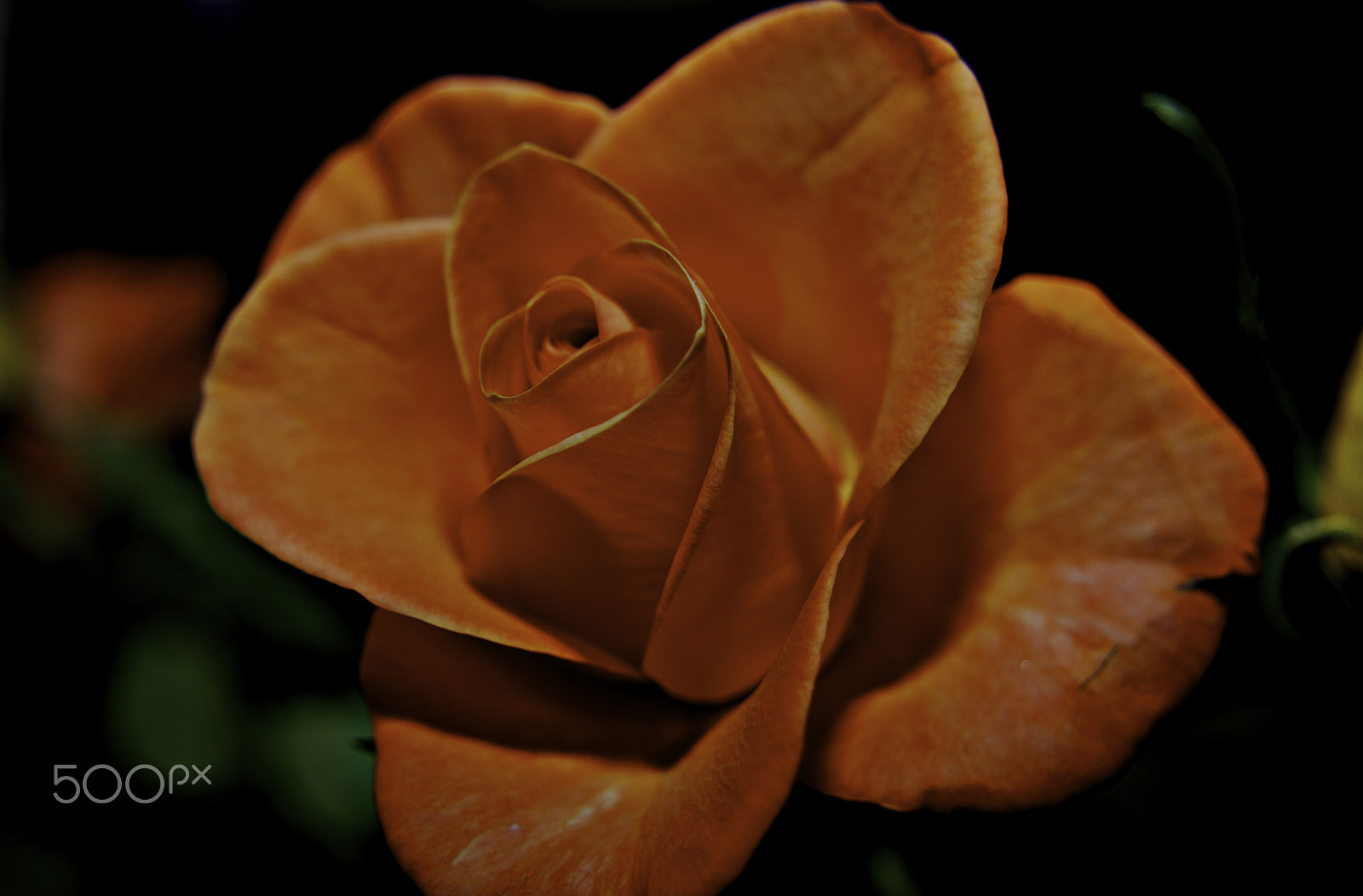 Pentax K-m (K2000) sample photo. Roses@home church flowers (of ) edit photography