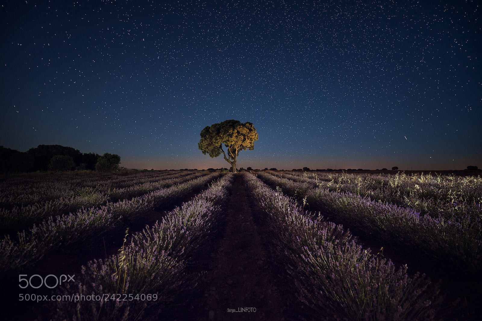 Sony a7 II sample photo. Lavanda photography