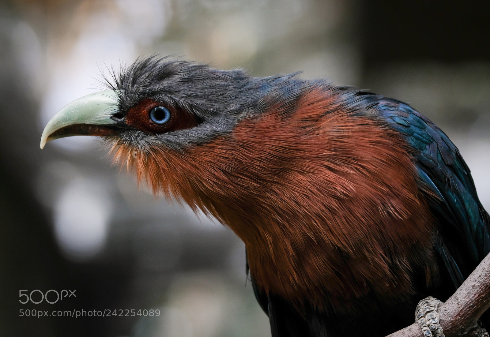 Fujifilm X-T2 sample photo. Chestnut-breasted malkoha cuckoo photography