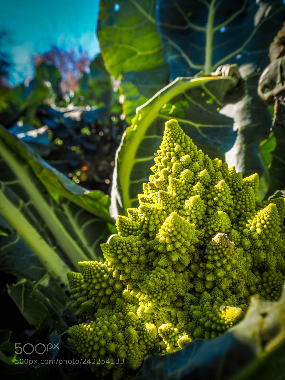 Olympus OM-D E-M10 II sample photo. Romanesco broccoli in our photography