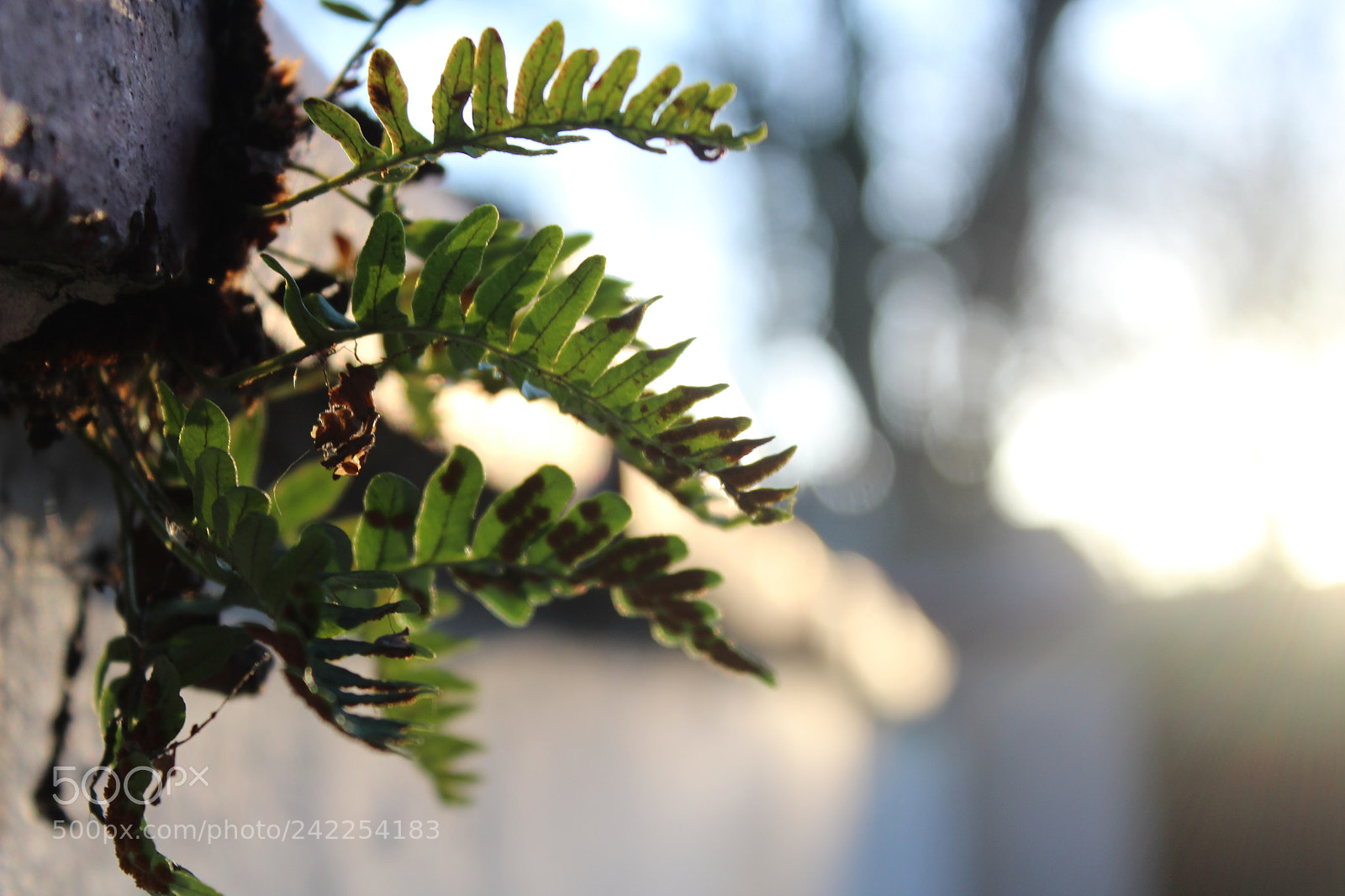 Canon EF-S 18-55mm F3.5-5.6 III sample photo. Plant photography