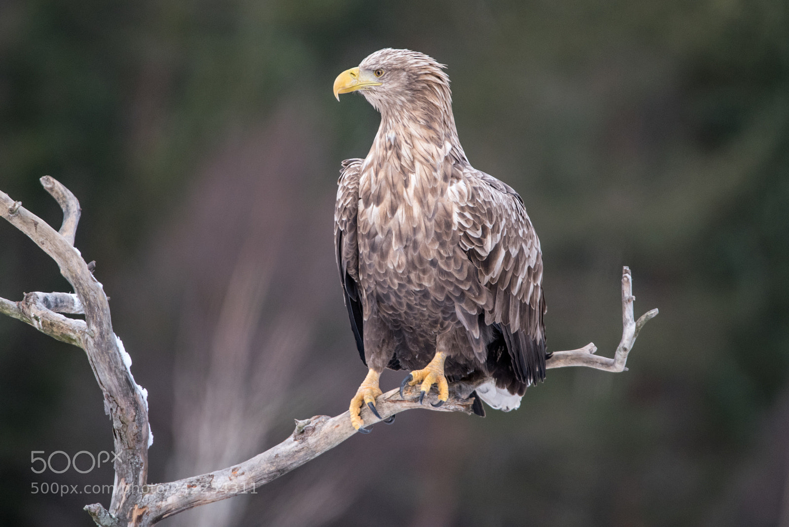 Nikon D810 sample photo. Eagle in sweden photography