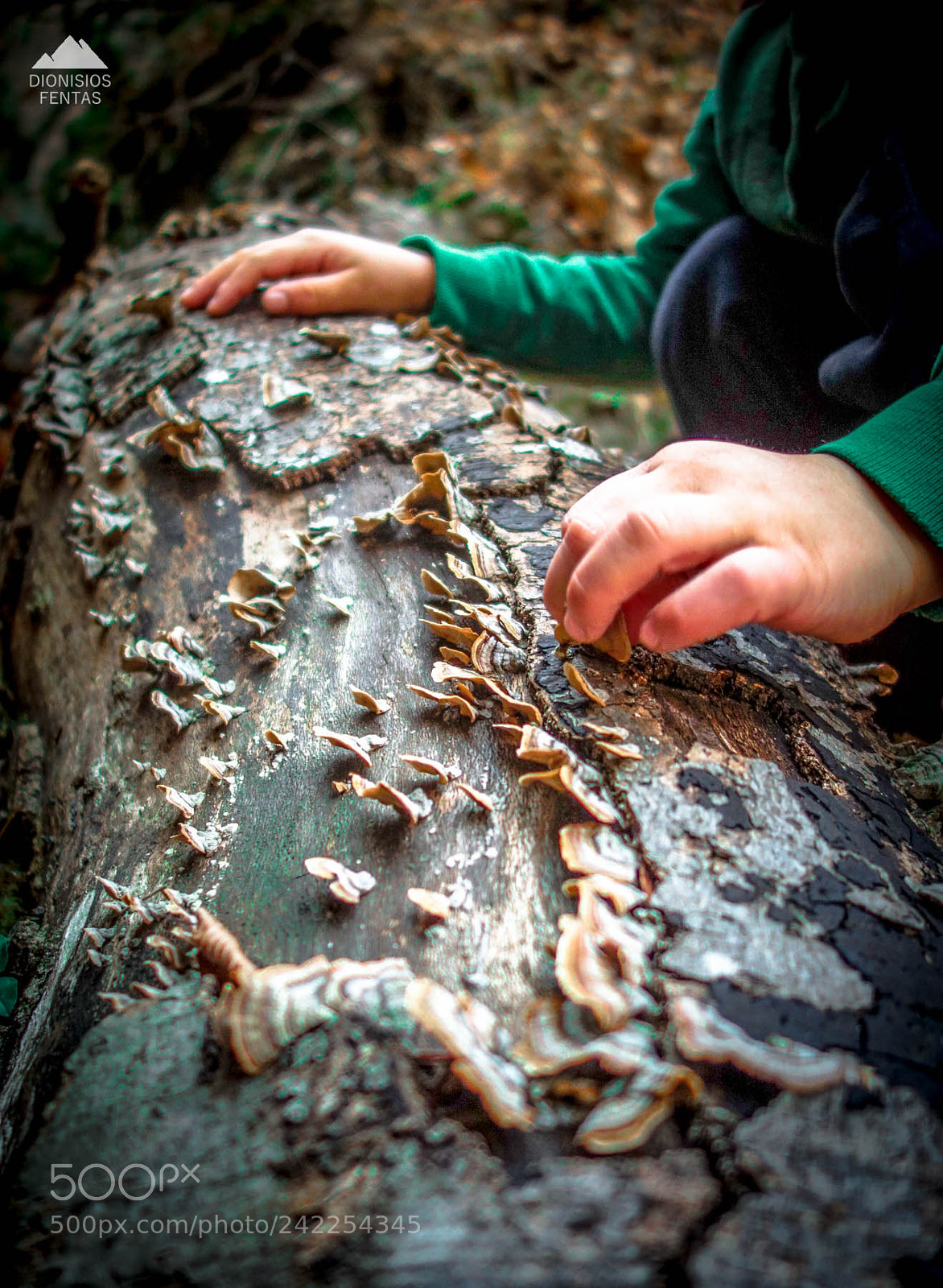 Sony Cyber-shot DSC-RX100 sample photo. Playing in the forest photography