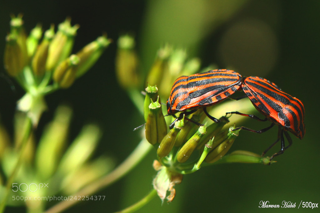 Canon EOS 50D sample photo. Italian striped bug punaise photography