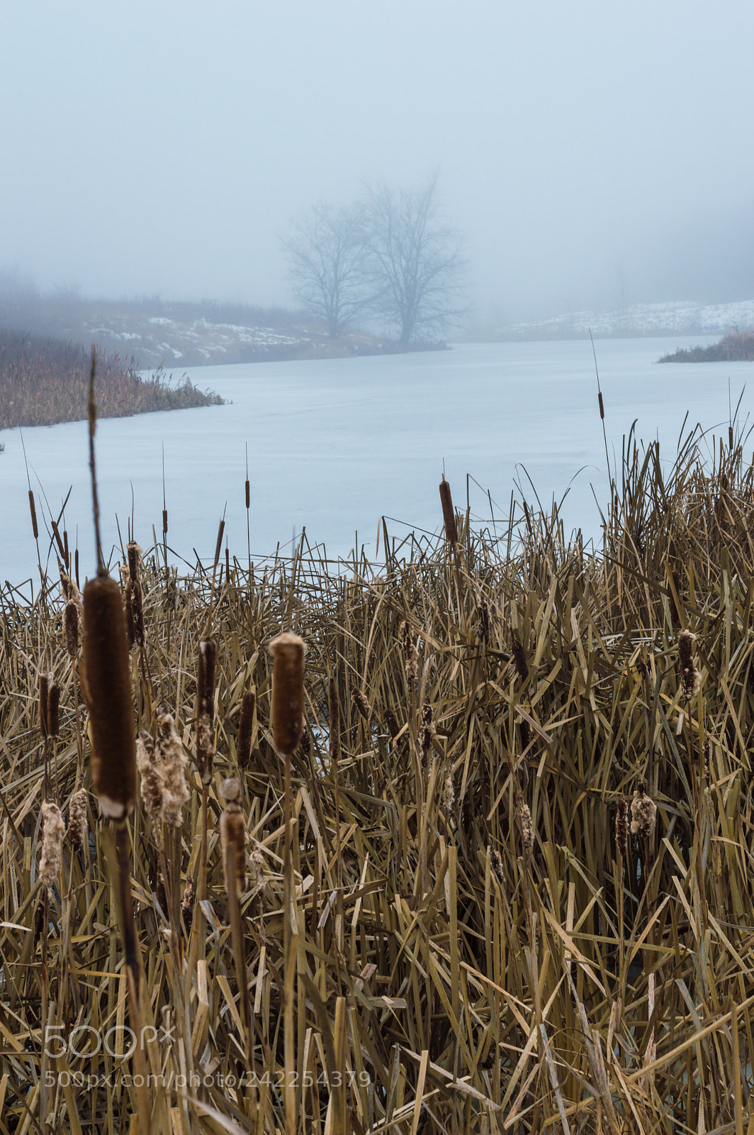 Nikon D3200 sample photo. Fog photography