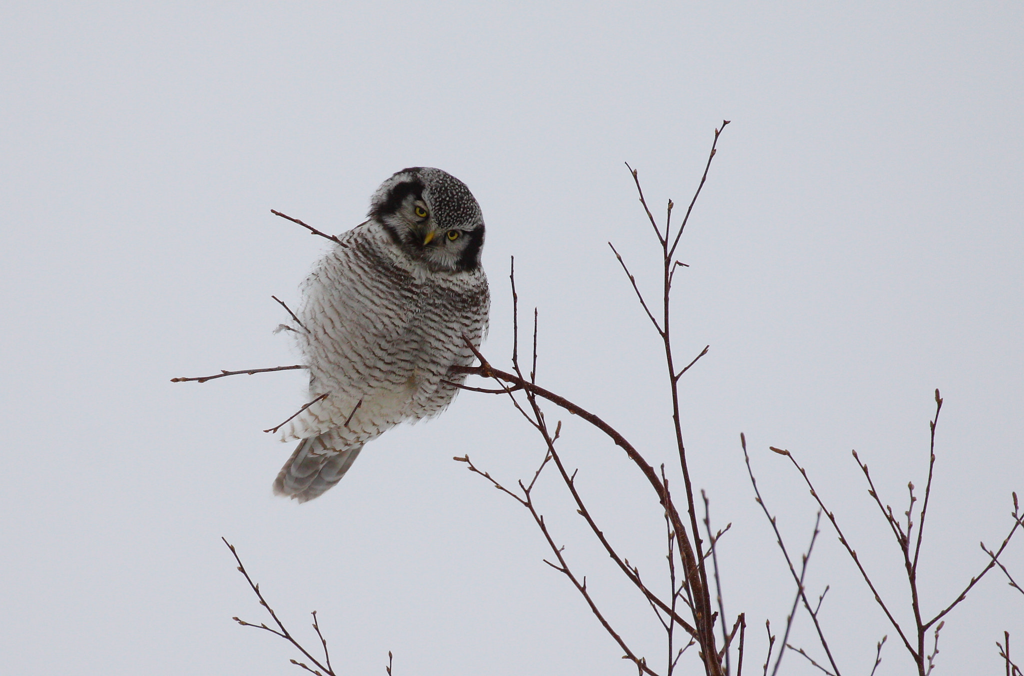 Canon EOS 50D sample photo. Hawk owl photography